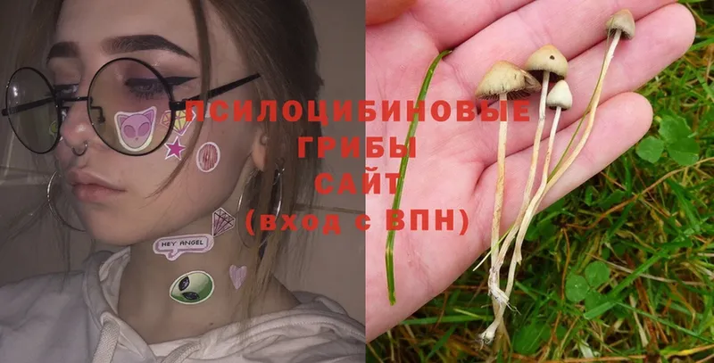 Псилоцибиновые грибы Psilocybe  купить  цена  Кировград 